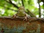 Frog.jpg