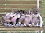 Puppies.jpg