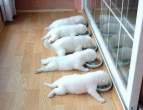 Puppies.jpg