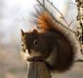 Chipmunk.jpg