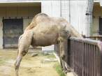 Camel.jpg