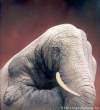 Bodypainting_Elefant.jpg