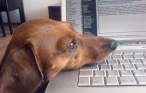 It Dog.jpg