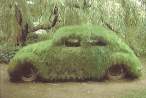 Moss Beetle.jpg