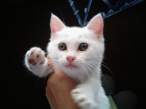 Kitty.jpg