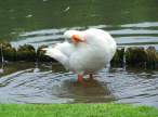 Duck.jpg