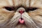 Lick.jpg