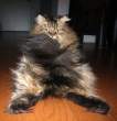 Fat kitty.jpg