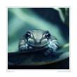 Frog.jpg