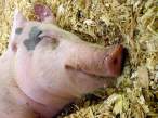 Pig.jpg