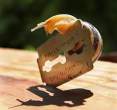 Snail.jpg
