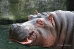Hippo.jpg