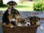 Puppies.jpg