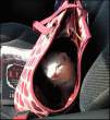 Kitty in the bag.jpg