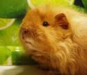 Guinea Pig.jpg