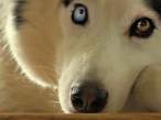 Wolf.jpg