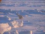 Polar.jpg