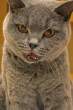 Kitty.jpg