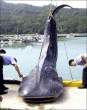 Big fish.jpg