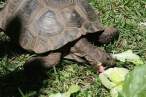 Tortise.jpg