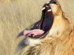Bite.jpg