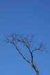 Branch [18+].jpg