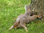 Squirell.jpg