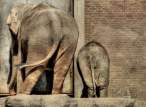 Elephants.jpg