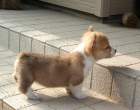 Puppy.jpg