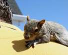 Squirell.jpg