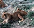 Lions.jpg