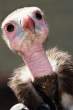 Birdie.jpg