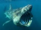 Shark.jpg