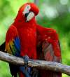 Parrot.jpg