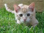 Kitten.jpg