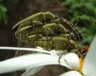 Insect.jpg