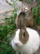 Bite wabbit.jpg