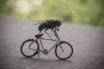 Bee bike.jpg