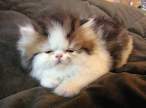 Kitten.jpg