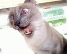 Insane kitty.jpg