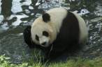Panda.jpg