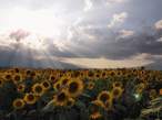Sunflowers.jpg