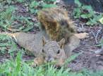Chipmunk.jpg