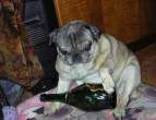 Drinker.jpg