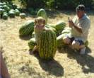 Watermelon.jpg