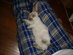 Bunny.jpg