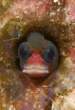 Fish.jpg
