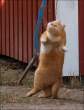 Fat kitty.jpg