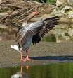 Goose.jpg