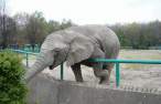 Elephant.jpg